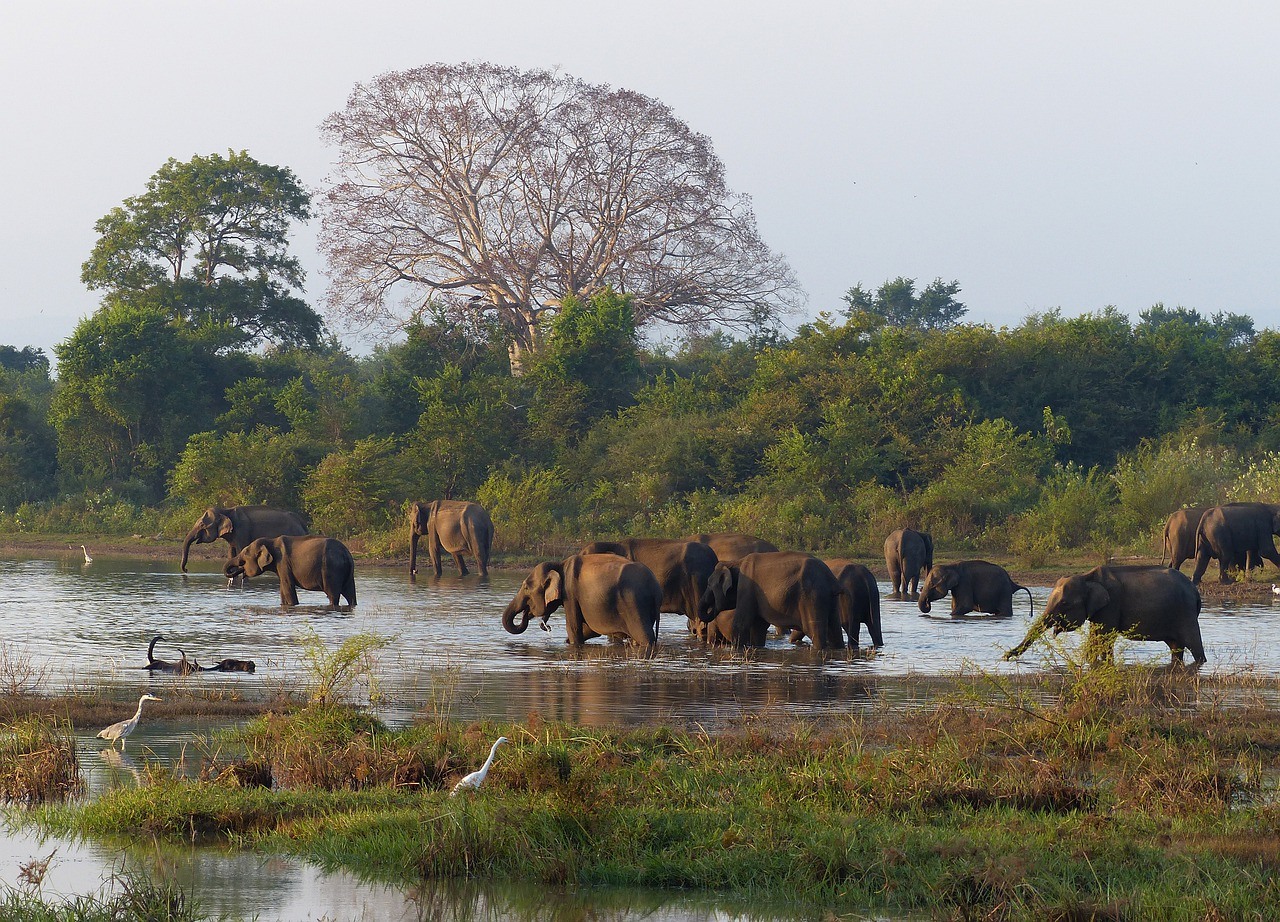 Sri Lanka, view jungle and elephants